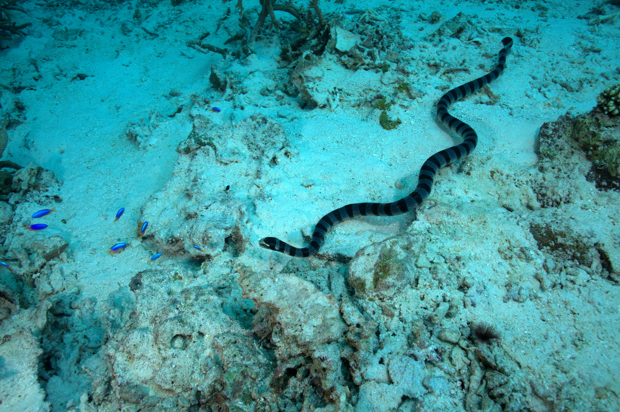 Змеи Черного Моря Фото